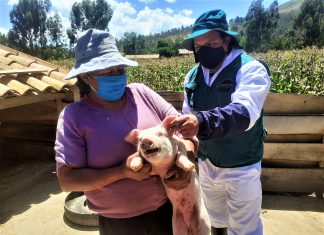 Senasa: Campaña contra la peste porcina clásica protegerá a cerdos en Junín