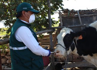 Senasa continúa con identificación de animales de producción en Moquegua