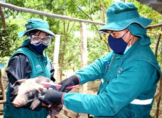 Ica: Senasa identificó a más de 11 mil animales para mejorar la rastreabilidad