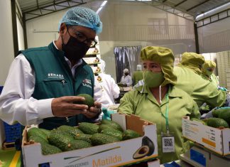 ¡De Cusco para el mundo! Productores de Limatambo certifican primer envío de palta con destino a Europa