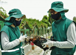 La Libertad: Senasa inicia campaña de vacunación gratuita contra enfermedad de Newcastle