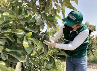 Midagri certifica lugares de producción de palta en Arequipa