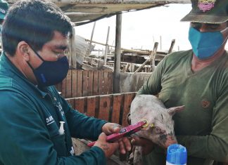 Piura: Sistema de trazabilidad animal permitirá controlar enfermedades de importancia económica en el sector pecuario
