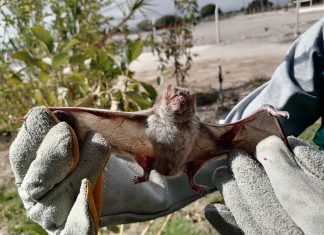 Arequipa: Senasa realiza acciones de vigilancia y control de rabia en herbívoros