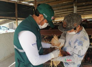 Vigilancia activa del SENASA monitorea condición sanitaria de aves en Arequipa