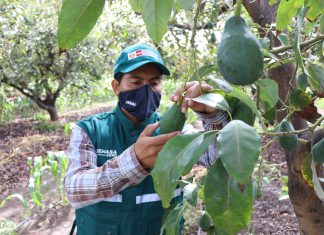 Lambayeque: Productores de palta listos para exportar a mercados internacionales