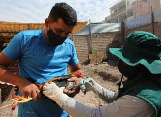 Moquegua: SENASA realiza campaña de vacunación gratuita para prevenir enfermedad de Newcastle en aves