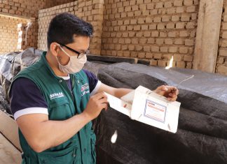 La Libertad: Senasa intensifica acciones de monitoreo y prospección para detección temprana de la polilla de la papa