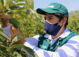 La Libertad: Primera región agroexportadora de palta inicia certificación de lugares de producción