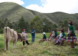 Senasa fortalecerá capacidades de más de 200 productores lecheros de Cusco