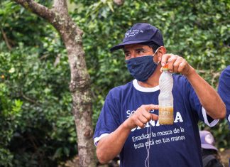 Cajamarca: Productores implementan trampas caseras para el control de la plaga moscas de la fruta