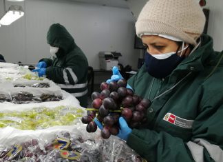 Senasa alcanza acuerdo para reanudar exportación de uva al mercado ecuatoriano