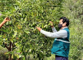Senasa certifica lugares de producción de palta en valles interandinos de Huancavelica