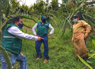 Amazonas: Articulan acciones con productores para atender problemas fitosanitarios en la producción de pitahaya