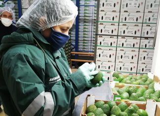 Piura: Midagri certifica más de 850 toneladas de palta Hass para exportación