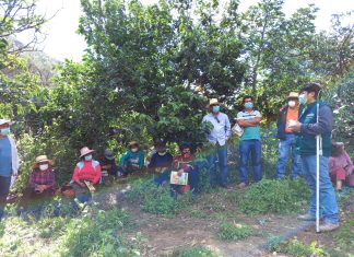 Apurímac: Senasa empodera a mujeres rurales para mejorar producción frutícola