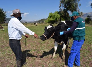 Ucayali: Inicia campaña de vacunación de bovinos para prevenir el Carbunco sintomático y Edema maligno