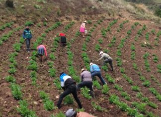 La Libertad: SENASA certifica como expertos en buenas prácticas agrícolas y ganaderas a 116 pequeños productores de Julcán