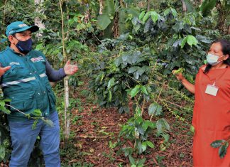 SENASA prepara a cafetaleros de Selva Central para el control de plagas en sus cultivos