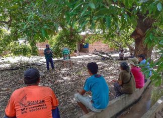 Amazonas: Senasa capacitó a productores de mango para el control integrado de moscas de la fruta