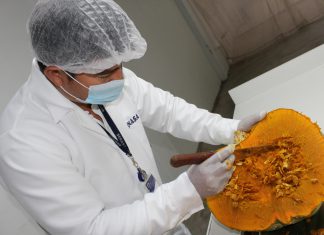 Tacna: Pequeños productores de Curibaya logran exportar mas de 8 toneladas de zapallo