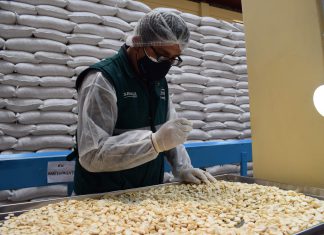 Productores del Valle Sagrado exportaron más de 240 toneladas de maíz gigante hacia países de Europa