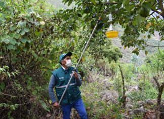 SENASA mantiene vigilancia fitosanitaria de moscas de la fruta en 12790 hectáreas del Valle Sagrado