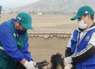 MIDAGRI: Campaña de vacunación del SENASA protegerá ganado caprino en Áncash