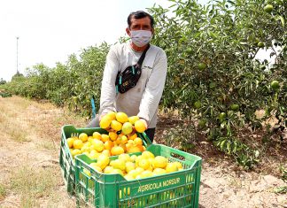 Producción de cítricos en Ica conquistó mercados internacionales
