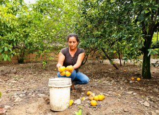 Cajamarca: En junio inicia la supresión de la plaga Moscas de la Fruta