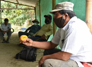 SENASA y Municipalidad de Tambogrande se unen para erradicar la mosca de la fruta