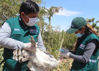 Arequipa: Campaña de vacunación del SENASA protegerá a las aves de la enfermedad de Newcastle