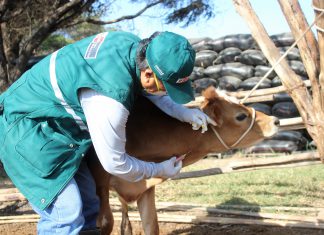 Lambayeque: SENASA potencia ganadería familiar con acciones sanitarias de prevención y control