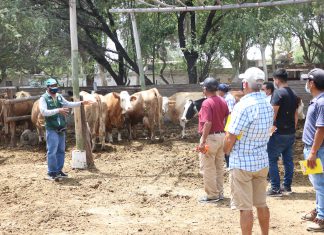Lambayeque: Ganaderos mejoran producción lechera con adiestramiento en Escuelas de Campo del SENASA