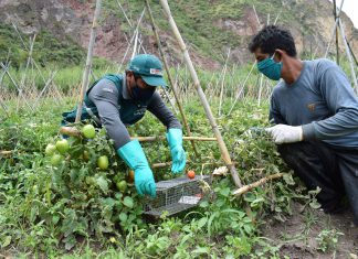 Cusco: SENASA ejecuta acciones de vigilancia y control de roedores en campos de cultivo