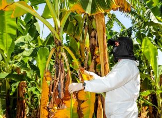 MIDAGRI: SENASA confirma brote de Fusarium Raza 4 Tropical en Piura