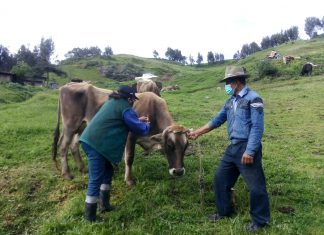 La Libertad: SENASA inicia campaña de vacunación contra el Carbunco sintomático y Edema maligno