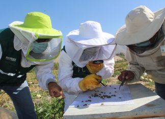 Estrategias sanitarias del SENASA resguardan la producción apícola en Moquegua