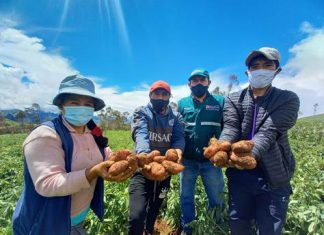 Apurímac: Productores producen semilla de papa de alta calidad en beneficio de la agricultura familiar