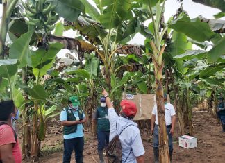 SENASA y productores toman acciones para prevenir el ingreso del Fusarium R4T en Huánuco