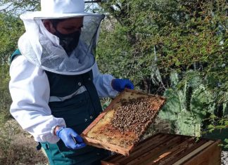 Monitoreo de colmenas del SENASA beneficia a productores apícolas en Ayacucho