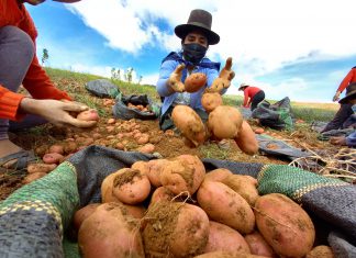 SENASA certificará cerca de mil toneladas de semilla de papa en Apurímac