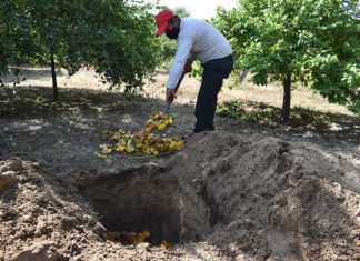 Piura: SENASA prepara a productores en labores culturales para erradicar las moscas de la fruta