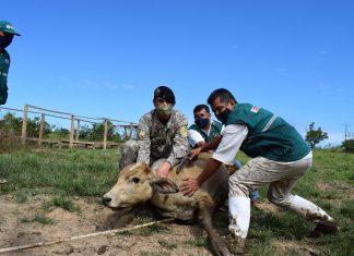 Inicia campaña de vacunación contra Carbunco sintomático en resguardo de la ganadería familiar de Madre de Dios