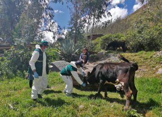 Apurímac: SENASA realiza campaña de vacunación de ganado para prevenir la Rabia de los herbívoros
