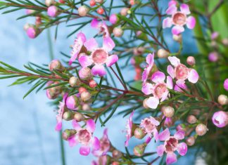 Flores peruanas a la conquista del mercado de Colombia