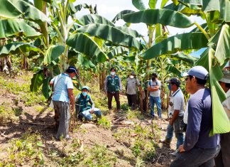 Acciones estratégicas del SENASA protegen las zonas productoras de banano y plátano en la Selva Central