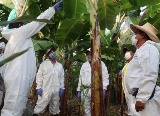 Piura: Instalan Comando Técnico Regional para la contención de Fusarium Raza 4 Tropical