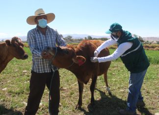 Arequipa: SENASA resguarda sanidad de ganado bovino mediante campaña de vacunación contra el Carbunco Sintomático