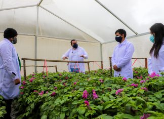 SENASA refuerza acciones para mejorar producción de semillas de papa en zonas altoandinas de Tarma